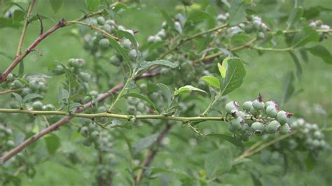 Maine blueberries will be ready for harvest late July, August ...