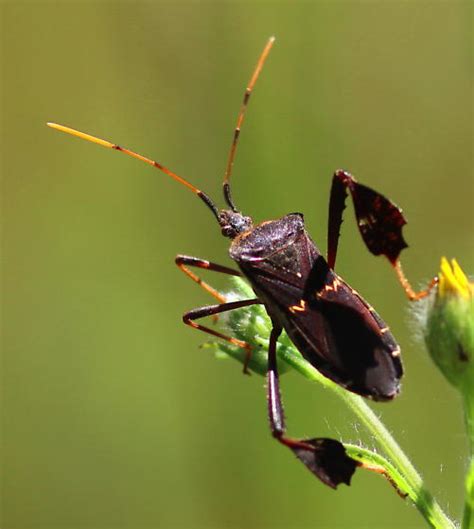 Image result for Bug Exploding