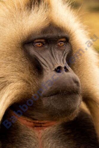 fits Bobcat Hydraulic Oil Filter angled canister | Ubuy India