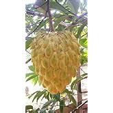 Golden Bloom Custard Apple Super Green Thai Sugar Apple Sitafal Ata ...