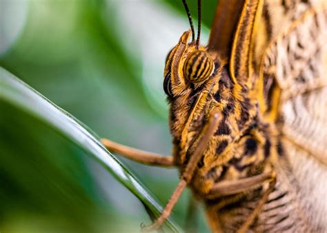 Butterfly Atrium at Hershey Gardens | Jerry Bellew - Wildlife & Nature ...