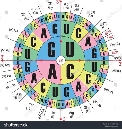 Codon Chart And Wheel Pdf at Cora Turner blog