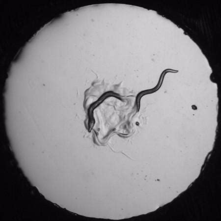 Tiny Worms Are Capable of Making Complex Decisions, Consider Multiple ...