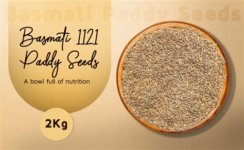 GREEN WORLD PUSA BASMATI - 1121 Variety 2 KG Seeds : Amazon.in: Garden ...