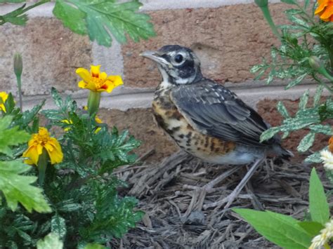 Exploding Trees Video 的图像结果