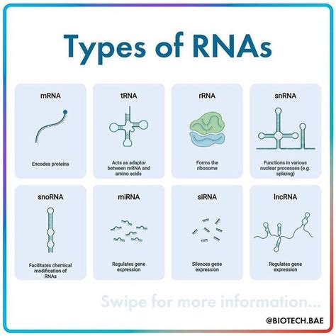 Rna Plays A Role In Which Of The Following