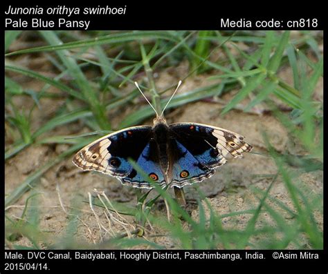 Junonia orithya | Butterfly