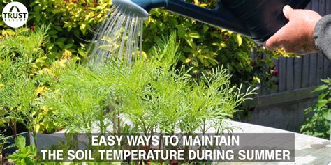 Easy ways to maintain the soil temperature during summer – TrustBasket