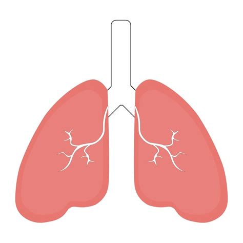 Long menselijk pictogram ademhalingssysteem gezonde longen anatomie ...