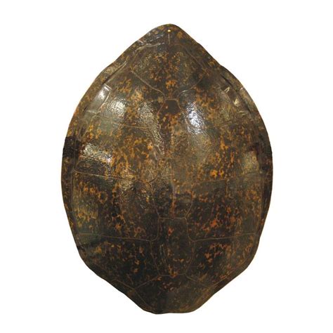 Image result for Empty Tortoise Shell