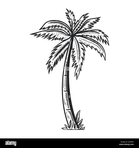 Coconut Tree Clip Art Black And White Black And White Palm Tree PNG