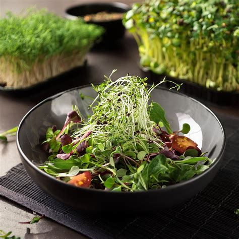 How Microgreens Can Enhance Salads to Enjoy Your Weight Loss Journey