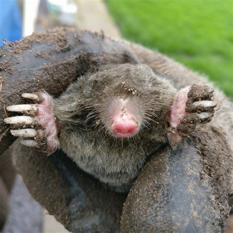 Mole Control - Pest in Peace