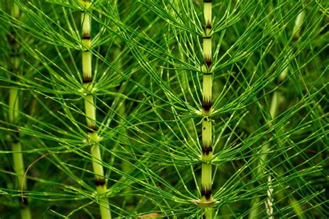 Image result for horsetail and nerve damage