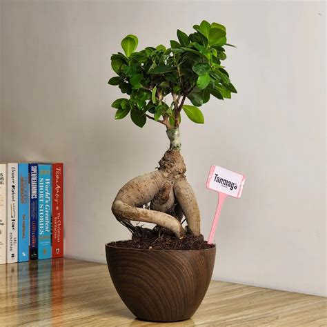 Ficus Bonsai- Tanmaya | Ropani