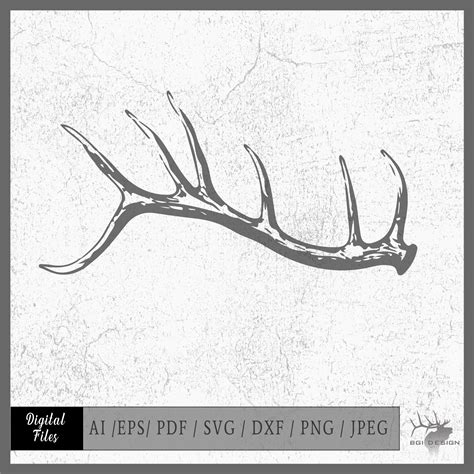 Deer Shed Antler Drawing