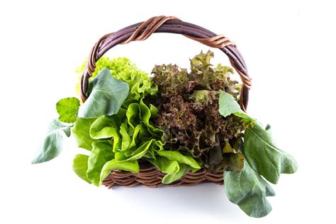 Organic Farming - Indoor Hydroponic Farming In Surat