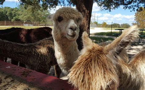 ALPACA MAGIC USA (2026) All You Need to Know BEFORE You Go (with Photos ...