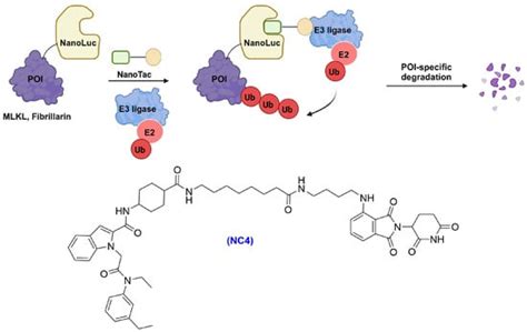 Cells | Special Issue : Roles and Mechanisms of Ubiquitin Ligases (E3 ...