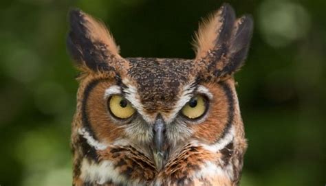 Meet our Birds @ Sand Ridge Nature Center, 15891 Paxton Ave, South ...