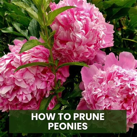 How to Prune Peonies for Healthier Growth and Stunning Blooms