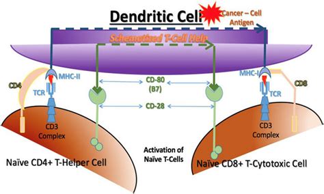 Cytotoxic T-cell Activation 的图像结果