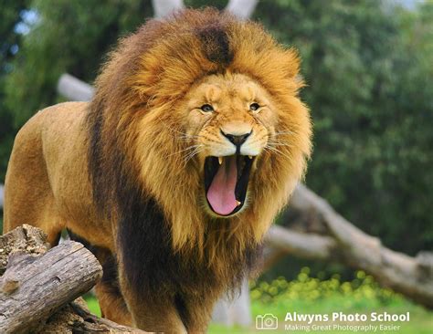 Safari Photography at Werribee Open Range Zoo-Wildlife Photography ...
