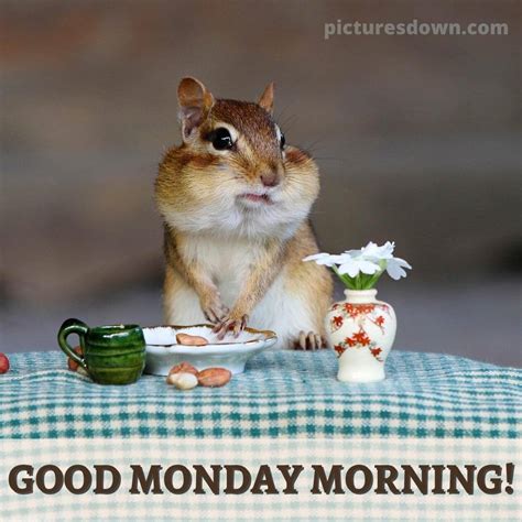 Good morning monday picture hamster download free