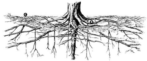 Tree Root Type 的图像结果