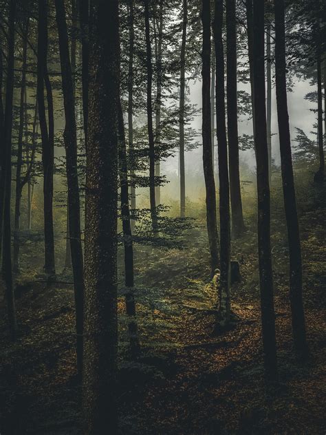 Forest Landscape High Resolution 的图像结果