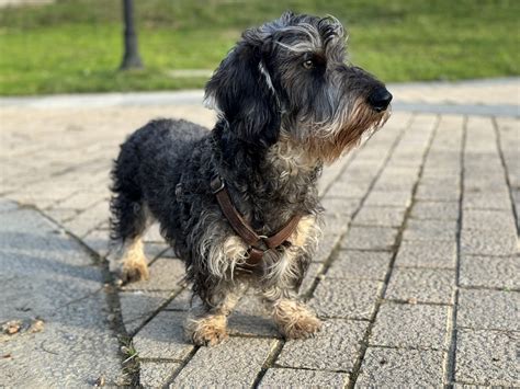 Dachshund Wire Terrier Mix