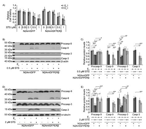 Anti-Apoptotic and Antioxidant Activities of the Mitochondrial Estrogen ...