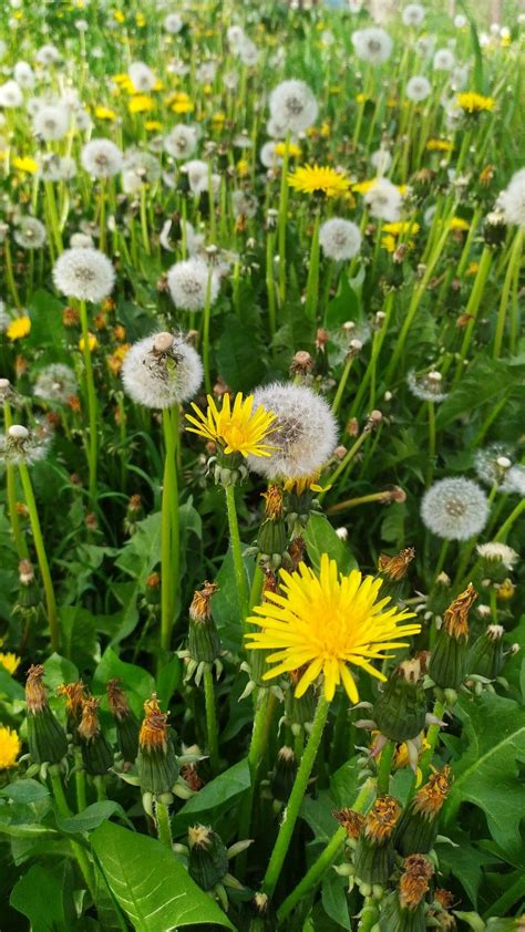 Field of Dandelions