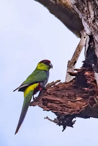 Image result for Coco Key Red Parrot