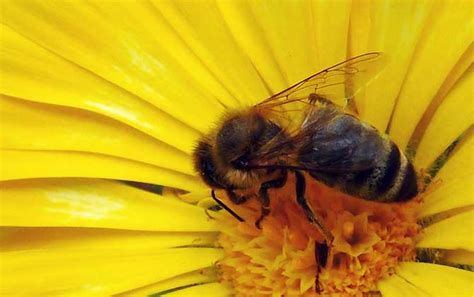 蜜蜂是怎样传递信息的？_酷知经验网