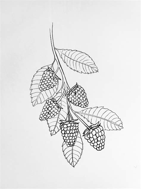 Image result for Raspberry Drawing