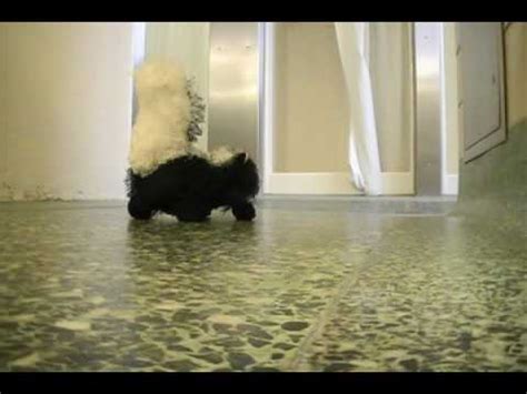 Image result for Irish Spring Commercial