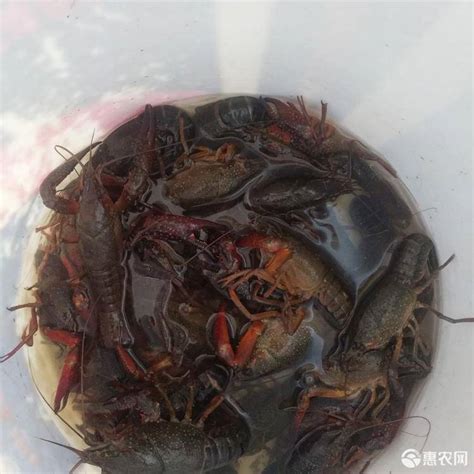 [青壳小龙虾批发]青壳小龙虾 4-6钱 塘虾价格18元/斤 - 惠农网