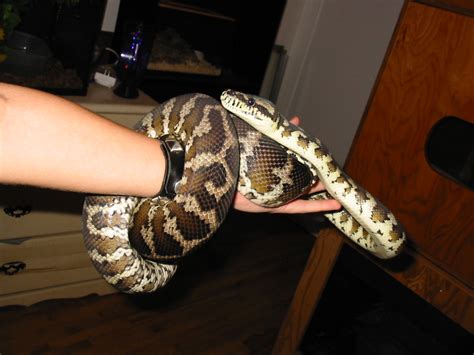 Image result for Irian Carpet Python