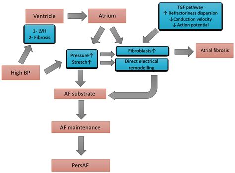 Hypertension and Atrial Fibrillation: Bridging the Gap Between ...
