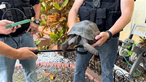 St. Pete Police arrest man after finding stolen rare books, tortoises