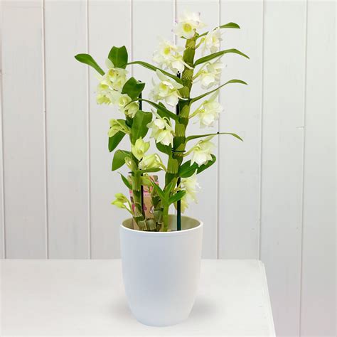 Dendrobium Orchids Care | Pollen Nation Dendrobium Orchids Care, Orchid ...