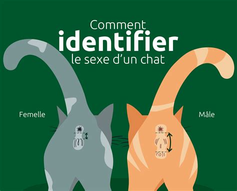 Chat mâle ou femelle : comment les différencier | Ultima