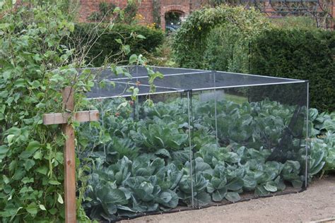What Plants Need Cages at Margaret Mangum blog