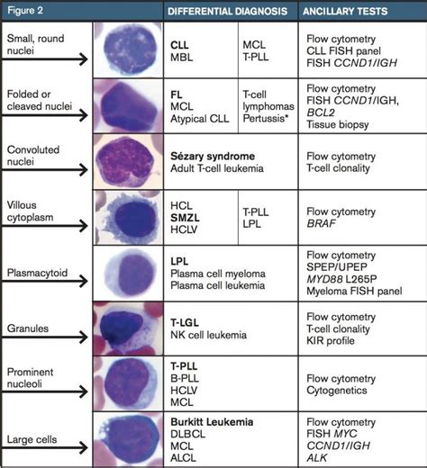 Manual Differential Neutrophils at Cody Low blog
