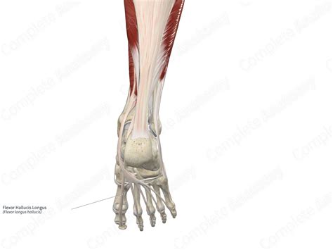 Tibial Posterior Flexor Digitorum Longus Flexor Hallucis Longus