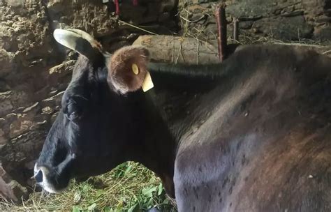 Lumpy Skin Disease Returns As Social, Infrastructural Factors Dampen ...