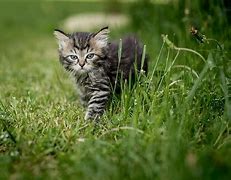 Image result for Nature Cat as a Kitten