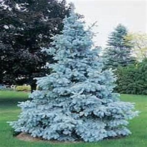 Sellify Generic Tree seeds Home Garden Plant Evergreen Colorado Blue ...
