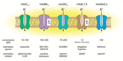 Multidimensional Regulation of Cardiac Mitochondrial Potassium Channels